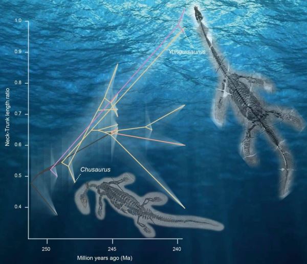 Палеонтологи узнали, как и почему ранние морские рептилии быстро отрастили длинные шеи - новости экологии на ECOportal