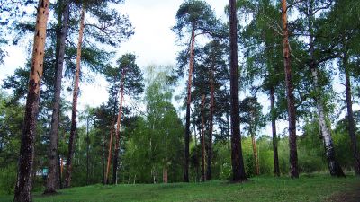 Самый лесной регион России – Иркутская область, а меньше всего лесов в Калмыкии - новости экологии на ECOportal