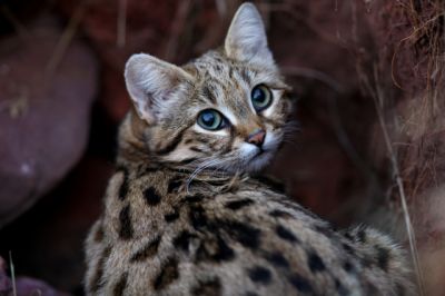 Самый смертоносный кот на планете — само очарование - новости экологии на ECOportal