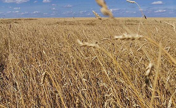 Саратовская область уверенно лидирует по сбору зерна урожая-2023 в ПФО