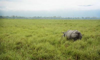 Слоны и носороги против чужеродных растений - новости экологии на ECOportal