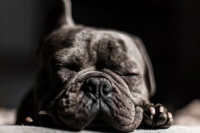 Собаки слышат эмоции во сне - новости экологии на ECOportal