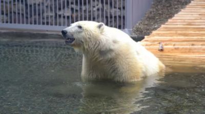 Спасенный год назад медведь Диксон скончался в Московском зоопарке - новости экологии на ECOportal
