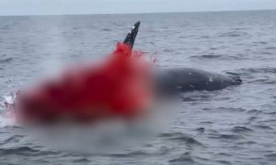 У берегов США взорвался мертвый кит - новости экологии на ECOportal