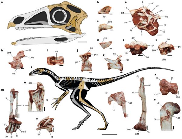 У нелетающего родича птерозавров были большие когтистые лапы и клюв крючком - новости экологии на ECOportal