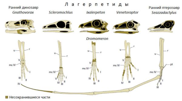 У нелетающего родича птерозавров были большие когтистые лапы и клюв крючком - новости экологии на ECOportal