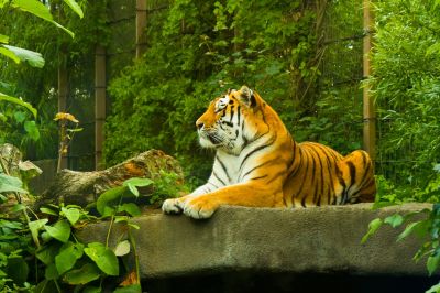 В Казахстане планируют выпустить амурских тигров для восстановления популяции - новости экологии на ECOportal