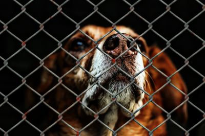 В Приамурье хотят штрафовать владельцев приютов за плохое обращение с животными - новости экологии на ECOportal