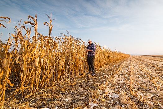 В США начали уборку кукурузы