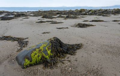 Закисление Мирового океана может привести к уничтожению водорослей - новости экологии на ECOportal