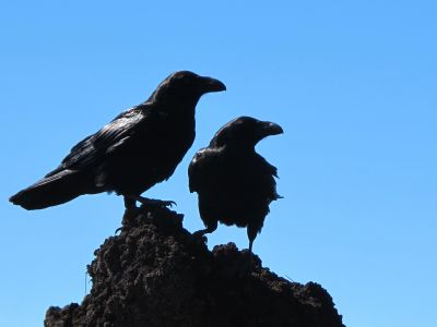 «Живая природа»: Какие птицы самые умные и как правильно подкармливать голубей и уток - новости экологии на ECOportal