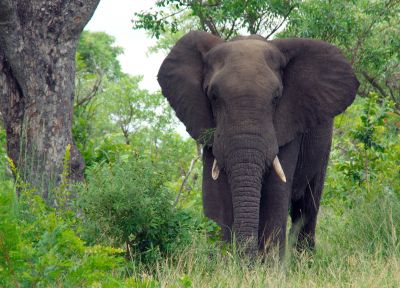 «Живая природа»: Самые крупные наземные животные: язык и привычки слонов - новости экологии на ECOportal