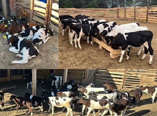 Как фермер из Республики Коми развивает мясное животноводство