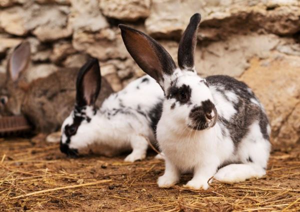 В Воронежской области планируют построить кролиководческую ферму за 2 млрд руб.