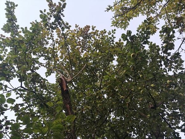 Можно ли оживить старую яблоню: «Дачная помощь» от Россельхозцентра по Владимирской области