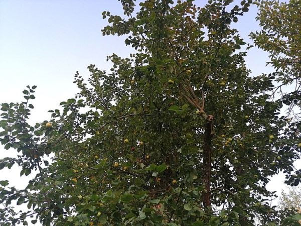 Можно ли оживить старую яблоню: «Дачная помощь» от Россельхозцентра по Владимирской области