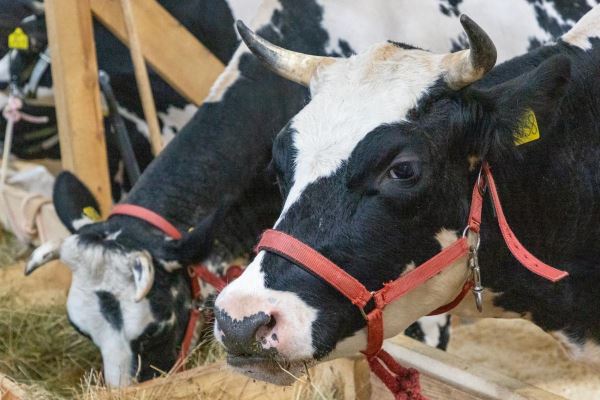 За 8 месяцев в Саратовской области произвели 511,6 тыс. т молока
