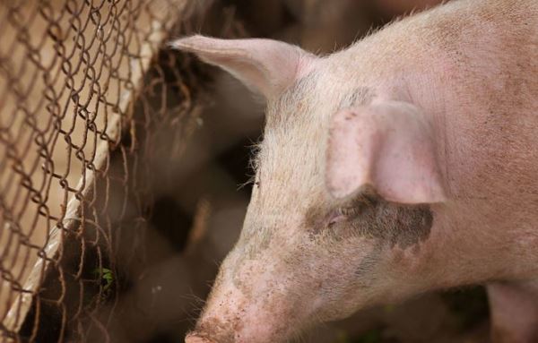 Африканскую чуму свиней победили в приморском селе Борисовка