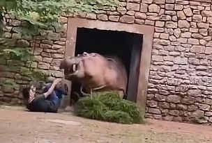 Бегемот атаковал смотрителя зоопарка, пытавшегося разнять дерущихся животных - новости экологии на ECOportal