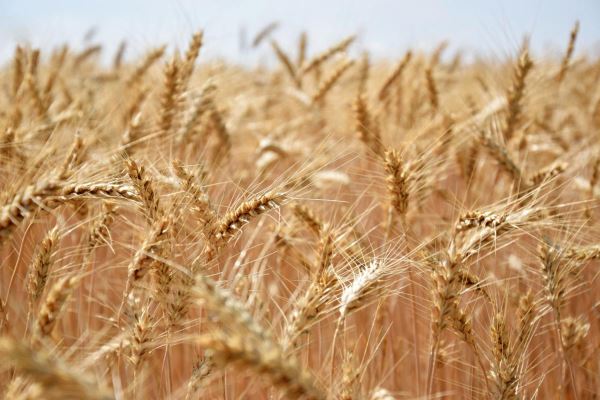 Минсельхоз повысил прогноз урожая зерна в России на 2023 год до 135 млн т