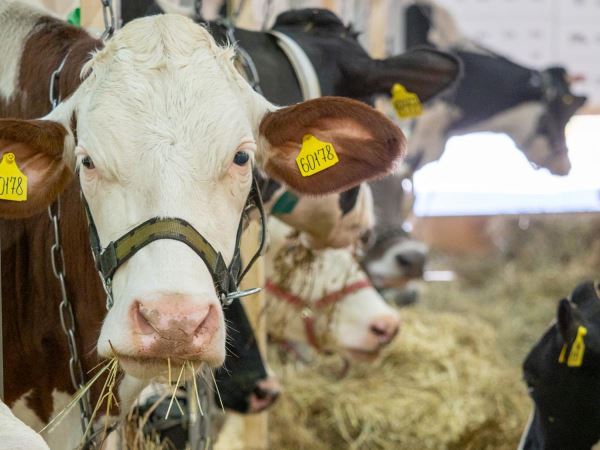 В Калмыкии запустят первый на юге РФ криобанк быков-производителей мясного направления