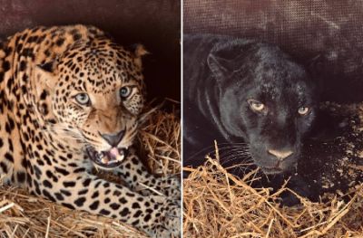 Из прифронтового города Сватово в ЛНР спасли двух брошенных леопардов - новости экологии на ECOportal