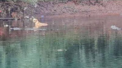 Крокодилы проявили сострадание и спасли собаку, упавшую в реку - новости экологии на ECOportal