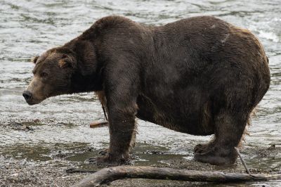 На Аляске назвали претендентов на звание самого толстого медведя - новости экологии на ECOportal