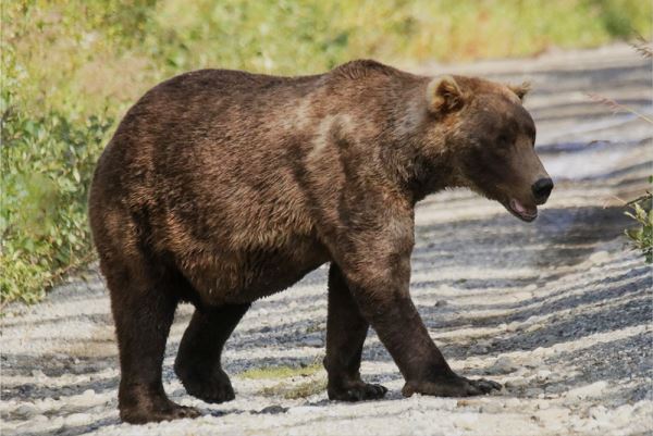 На Аляске назвали претендентов на звание самого толстого медведя - новости экологии на ECOportal