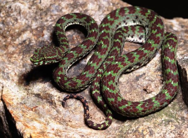 Оливковый взгляд из-под ресниц: в Таиланде найдена самая милая змея на свете - новости экологии на ECOportal