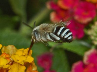 Пчелы мельчают из-за глобального потепления - новости экологии на ECOportal
