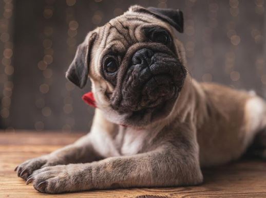 Почему собаки с плоскими мордами стали так популярны? Вот научное объяснение их милоты - новости экологии на ECOportal