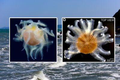 Самое загадочное существо из моря оказалось коварным паразитом: вот как он устроен - новости экологии на ECOportal