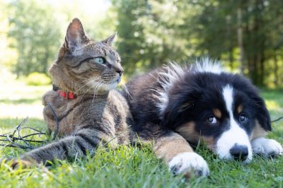 Собак и кошек предложили перевести на веганскую диету ради улучшения экологии - новости экологии на ECOportal