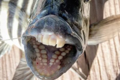 Странные зубастики: 5 животных с самыми необычными челюстями - новости экологии на ECOportal