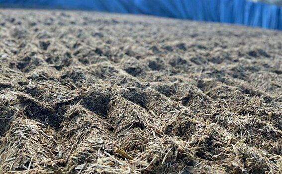 В Хабаровском крае хозяйства в полной мере обеспечат сельхозживотных сочными кормами