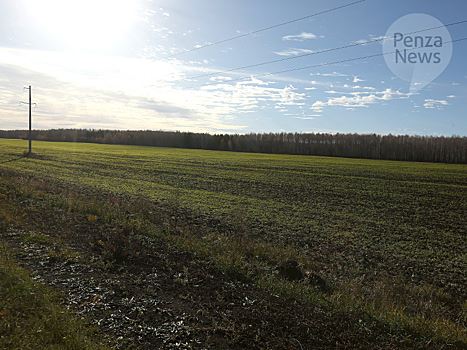 В Пензенской области озимая пшеница посеяна на площади около 377 тыс. га