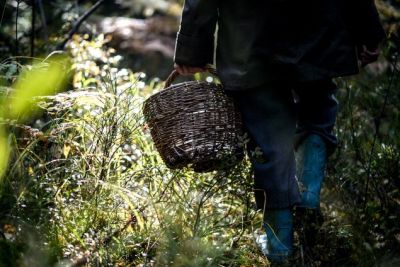 За сбор и продажу особо ценных растений и грибов теперь грозит уголовная ответственность - новости экологии на ECOportal