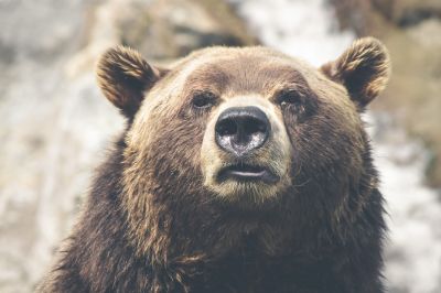 «Живая природа»: Опасные медведи гризли и чем грозит отказ от мяса - новости экологии на ECOportal
