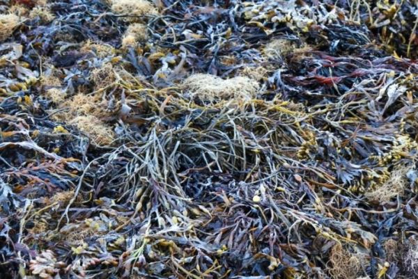 Эффективность биостимулирующих экстрактов водорослей из Белого моря ученые проверили на пшенице и огурцах