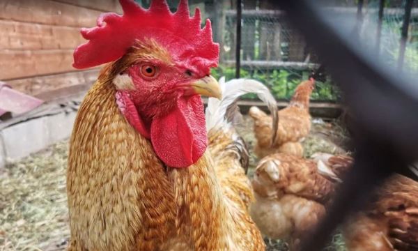 В Германии вывели кросс кур для органического птицеводства