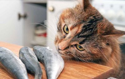 Биологи выяснили, почему кошки так любят рыбу, в особенности тунца - новости экологии на ECOportal