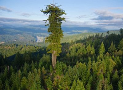 Местонахождение самого высокого дерева в мире держат в секрете. Зачем это делают? - новости экологии на ECOportal