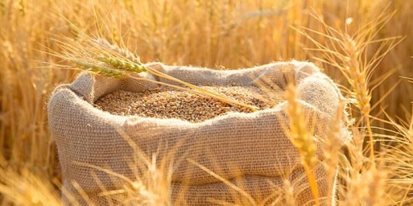 Запрет на ввоз пшеницы автотранспортом продлен в Казахстане еще на полгода