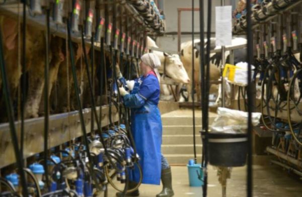 Вологодская область готовится представить на выставке «Россия» свои достижения в сфере молочного животноводства