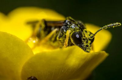 Природные ресурсы: ученые придумали, как превратить пыльцу растений в батарейки - новости экологии на ECOportal