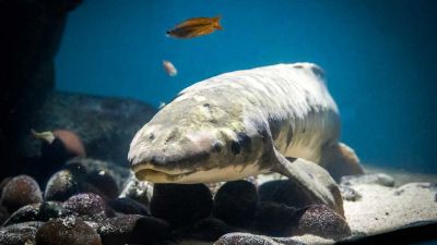 Старейшая аквариумная рыба Мафусаил оказалась еще старше, чем предполагалось - новости экологии на ECOportal